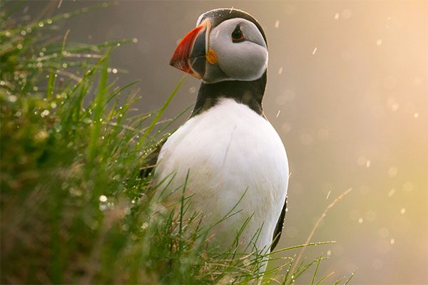 انتخاب سوژه عکاسی در طبیعت